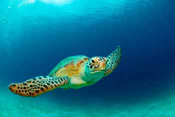 Diving the Belize Barrier Reef