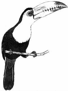 Keel-Billed Toucan