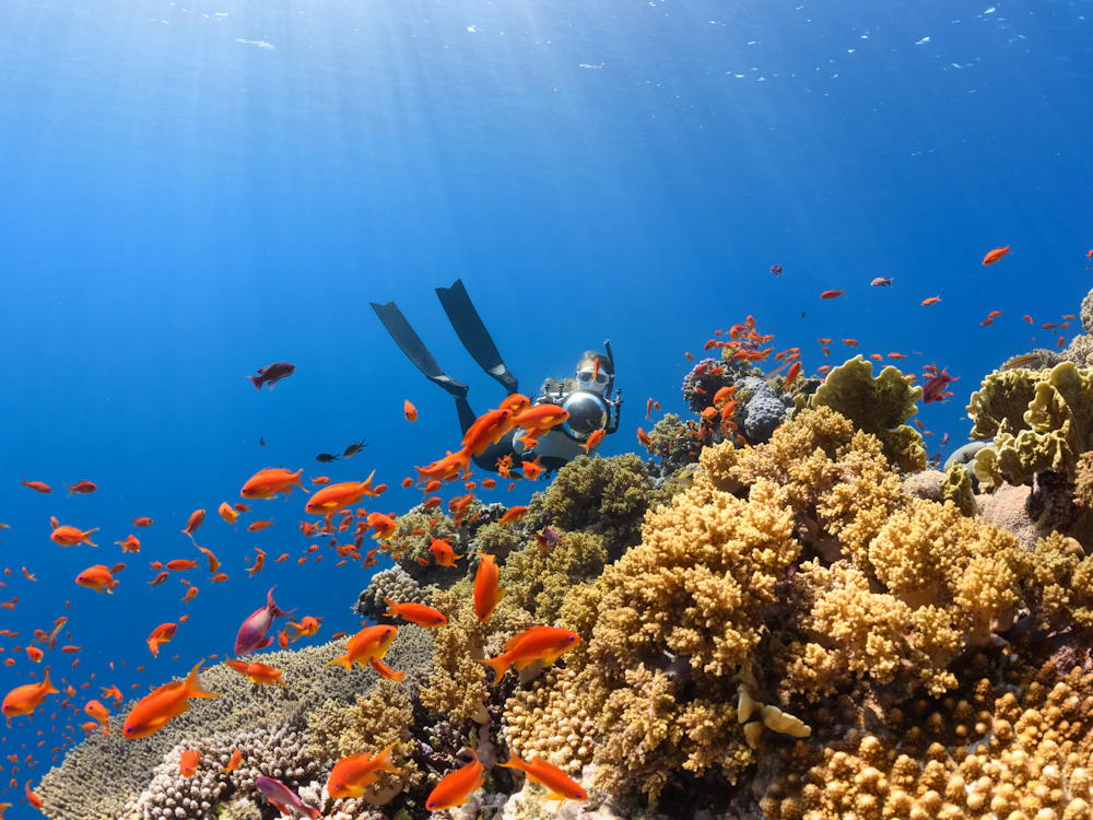 A scuba diver swimming over a colorful coral reef