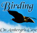 Birdwatching with Bubba, photo by San Pedro Sun