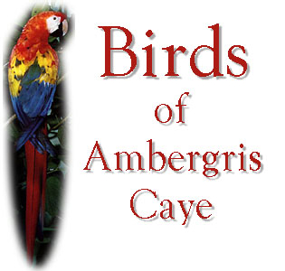 Birds of Ambergris Caye