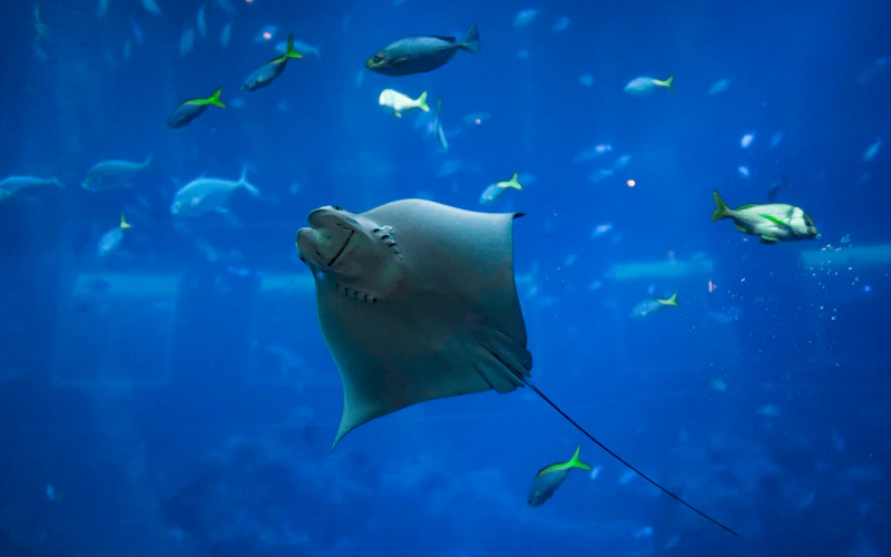 A ray gliding through open blue water past reef fish