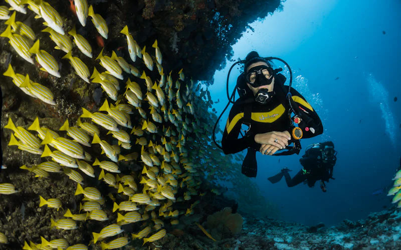 Two divers alongside a large school of yellow snapper on the reef