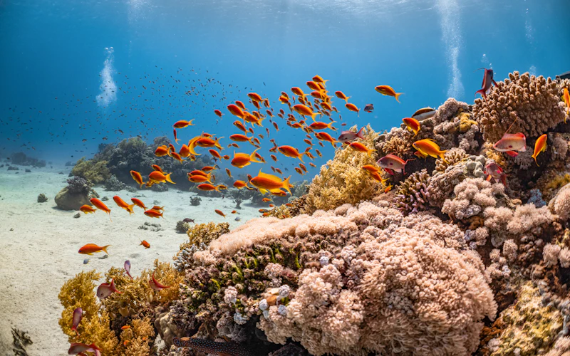A large group of fish swimming over a coral reef