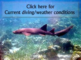 Ambergris Caye dive weather