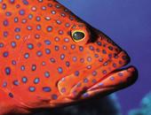 Advanced open water diver training