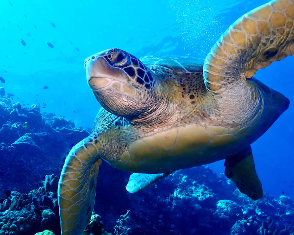 A green sea turtle swimming over a coral reef