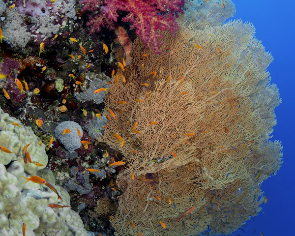 An underwater view of a coral reef and a sea fan