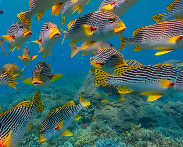 A large group of fish swimming over a coral reef