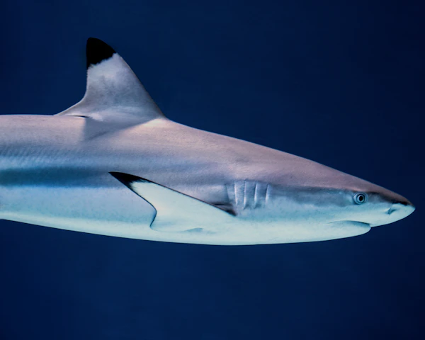 A blacktip reef shark cruising in deep blue water