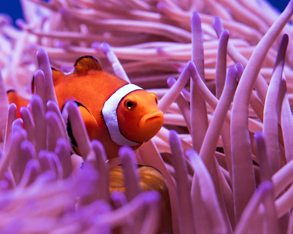 A clownfish among purple and white coral