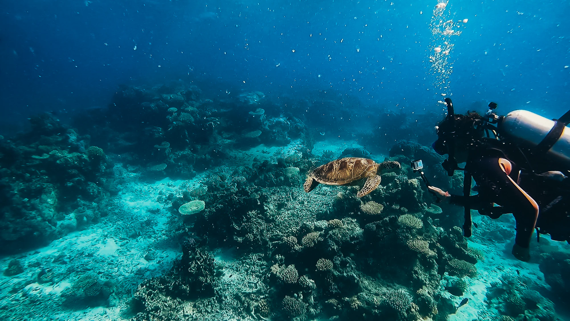 A scuba diver swimming alongside a green sea turtle above a coral reef