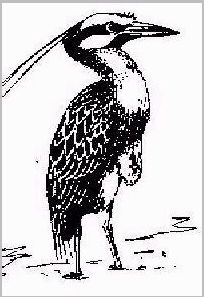 The Yellow Crowned Night Heron