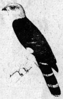 The Grey Headed Kite