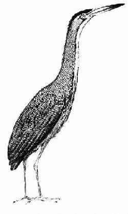 The Tiger Heron