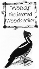 Lineated Woodpecker