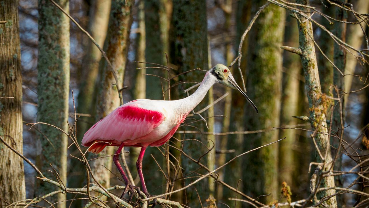 Roseate spoonbill perched among bare tree branches