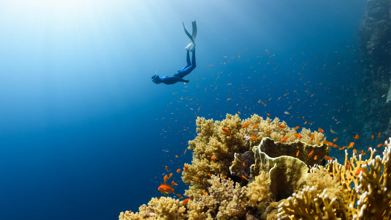 Freediver gliding down beside a coral-covered reef in deep blue water