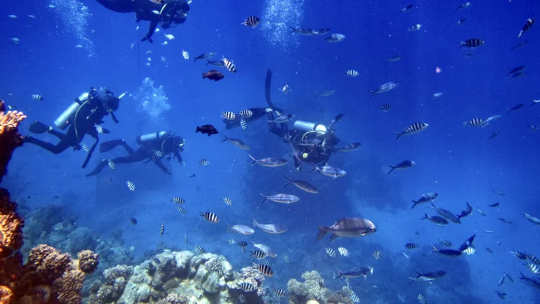 Group of scuba divers swimming among reef fish in blue water