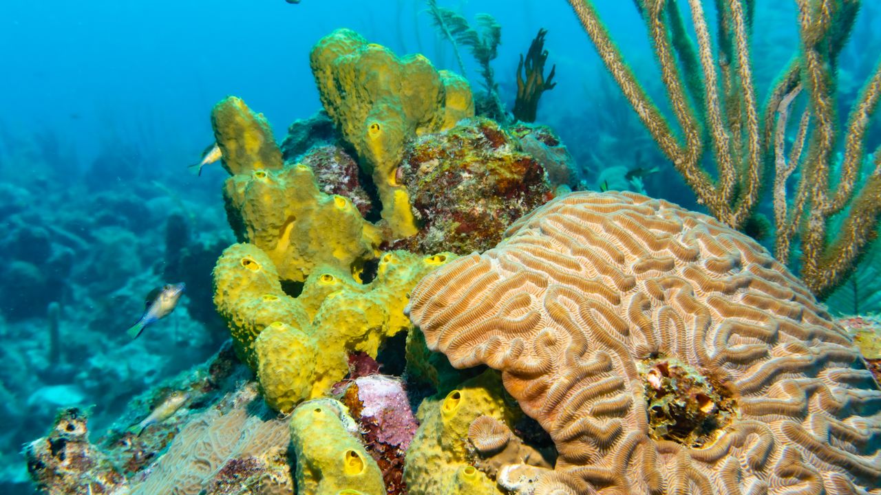 Brain coral, yellow tube sponges and sea fans on a tropical reef