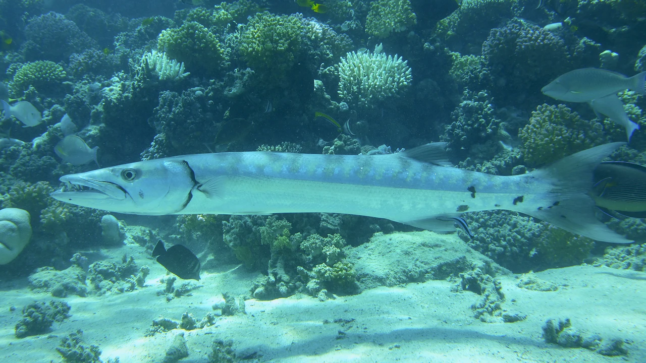 Great barracuda hovering over a coral reef
