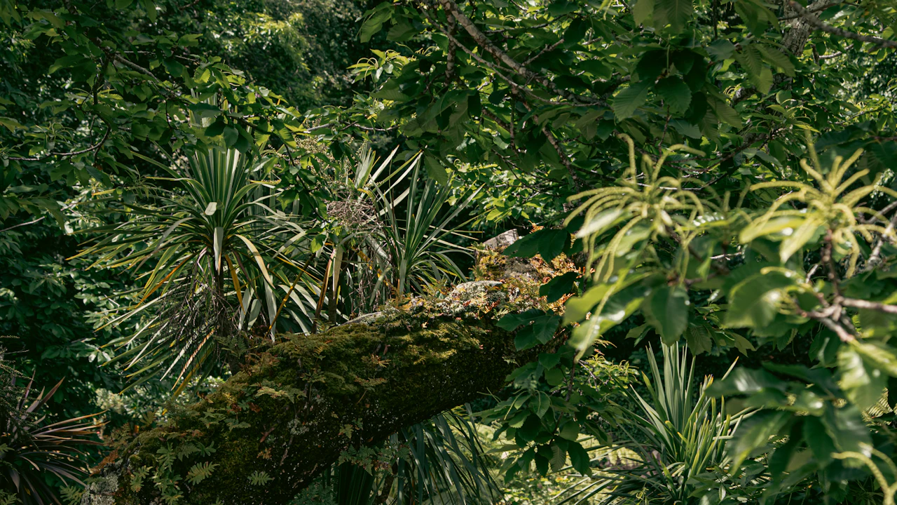 Dense green tropical forest with palms