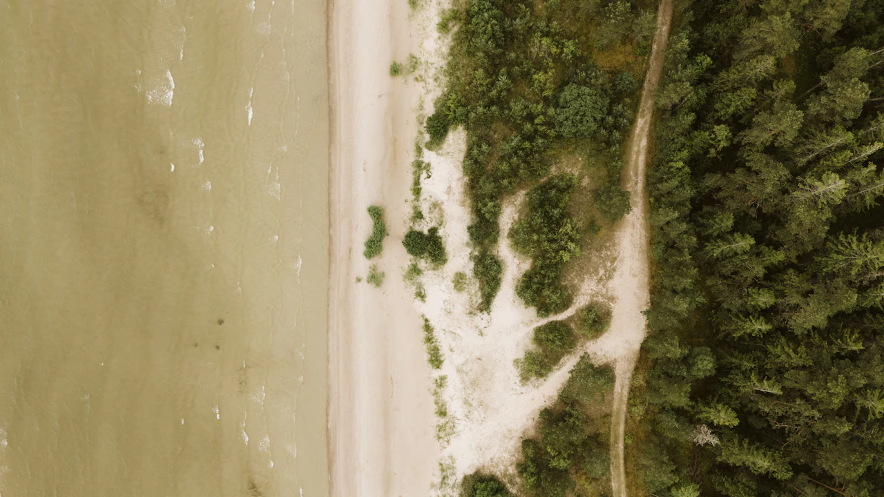 Aerial view of a sandy shore backed by coastal forest