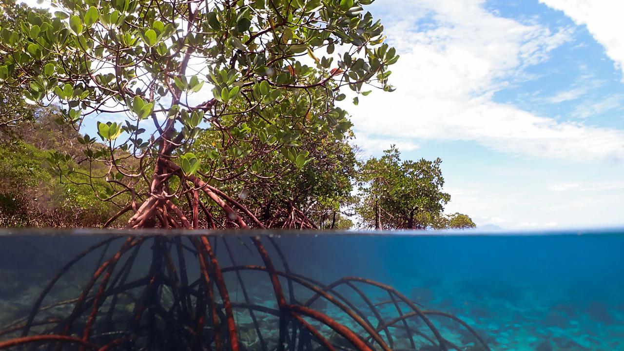 Small fish swimming among red mangrove roots in clear shallow water