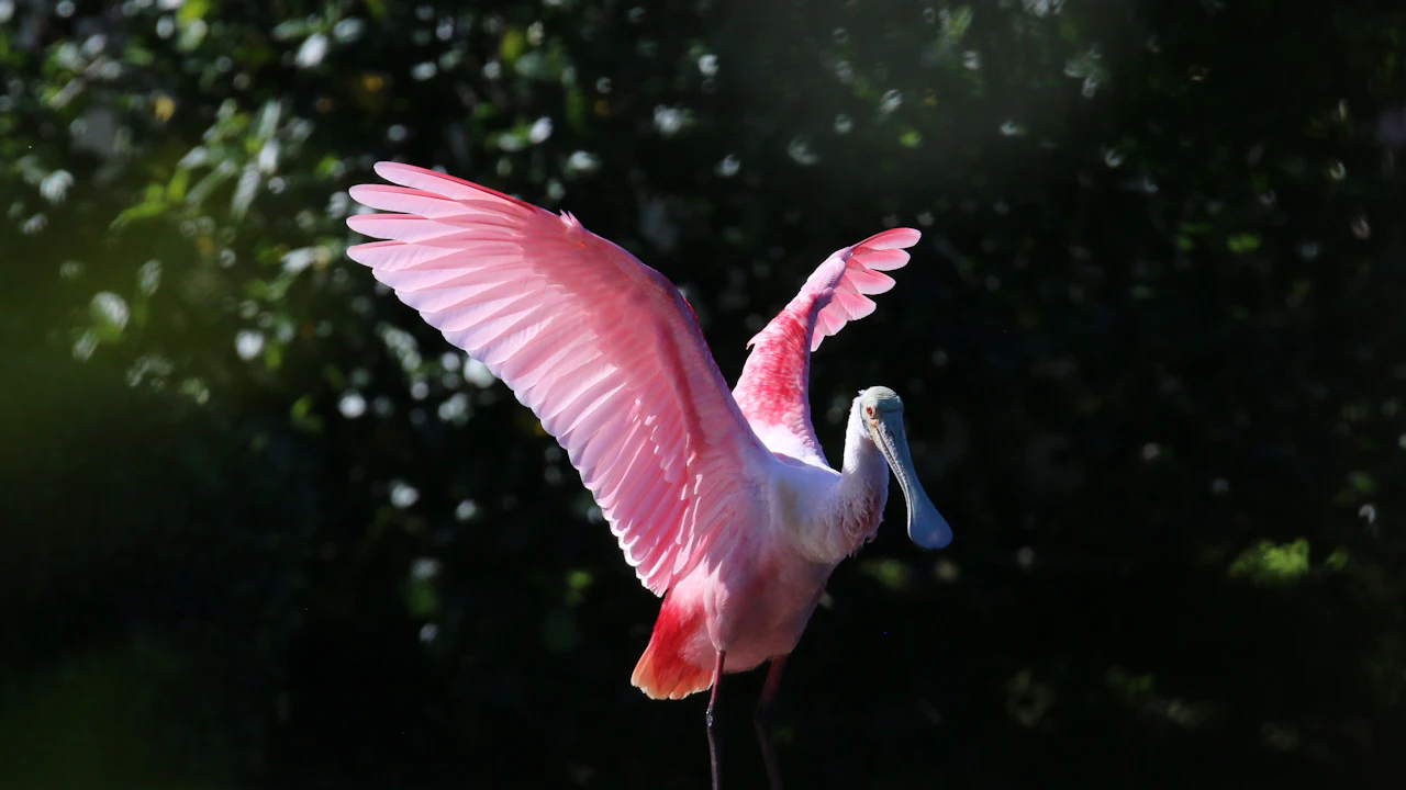 Roseate spoonbill with pink wings spread against dark foliage