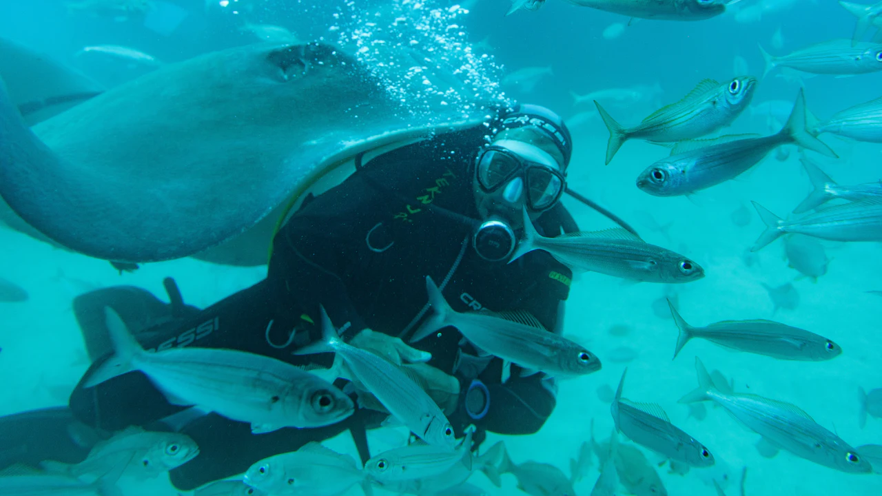 Diver in a BCD among a school of fish