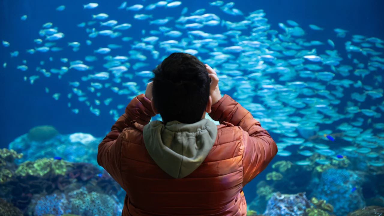 Person watching a school of fish through aquarium glass