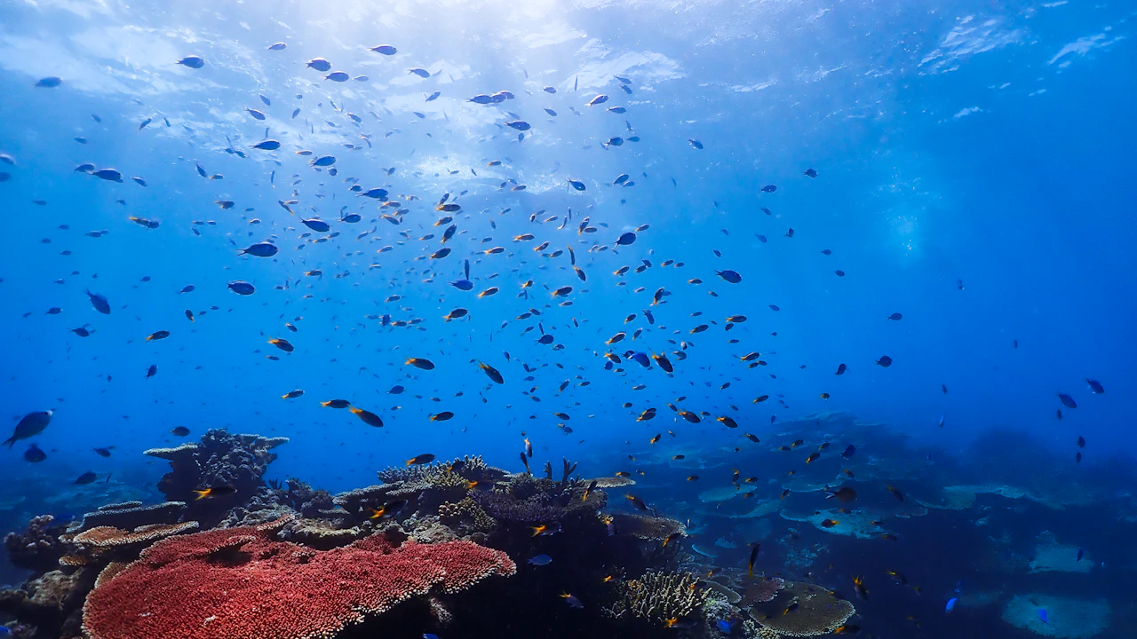Schools of reef fish swimming above corals in blue water