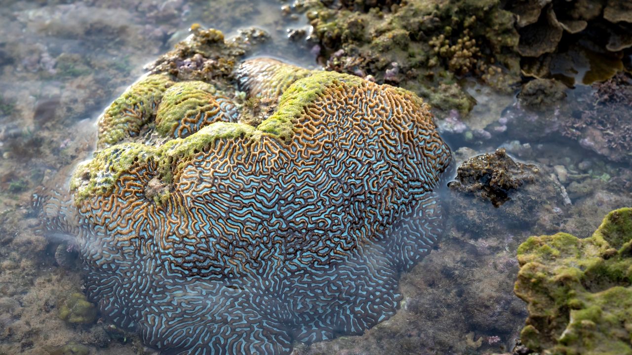 Brain coral on a shallow reef