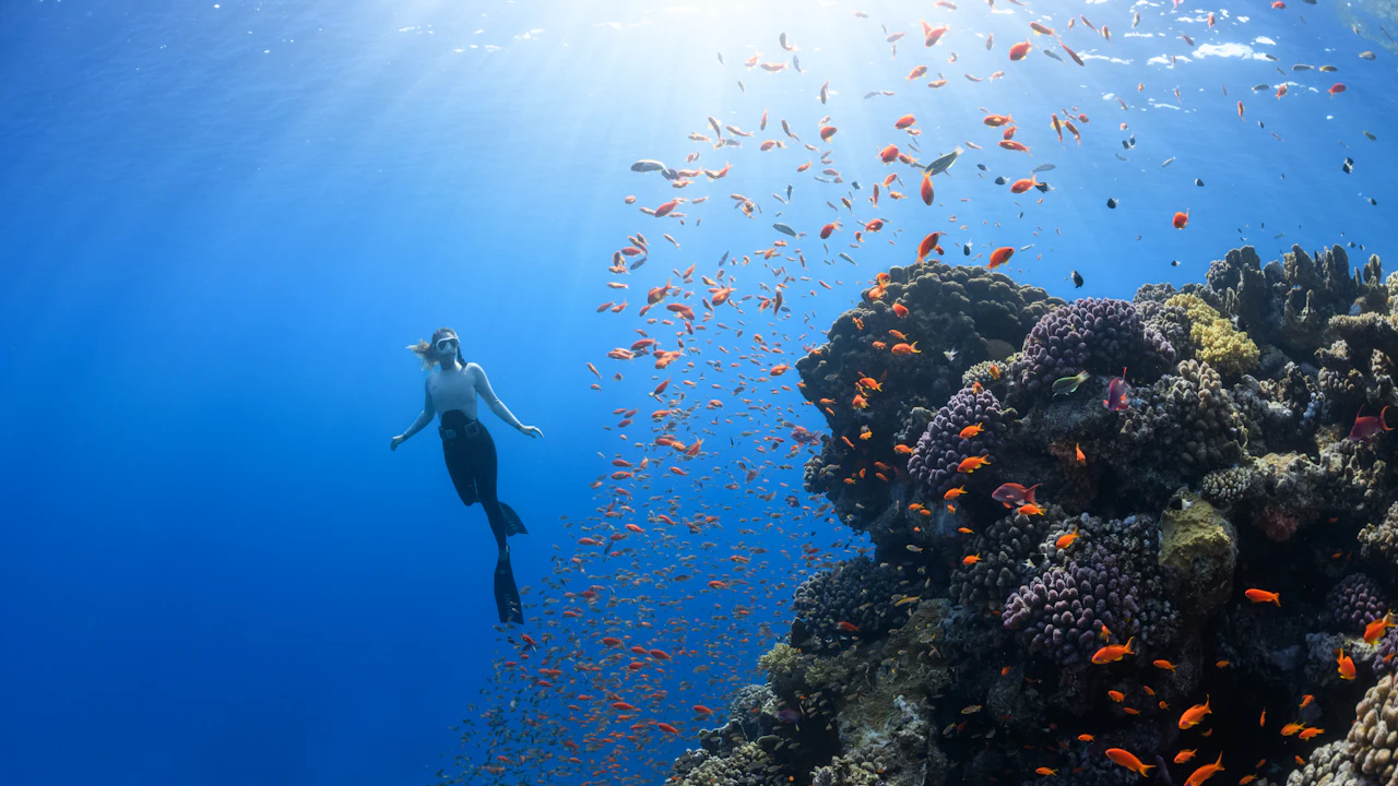 Freediver gliding past a coral reef in sunlit blue water