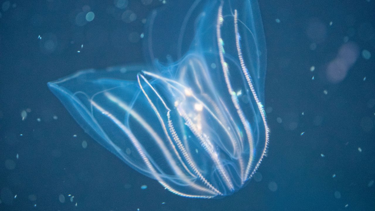 Translucent comb jelly drifting in dark water with shimmering rows along its body