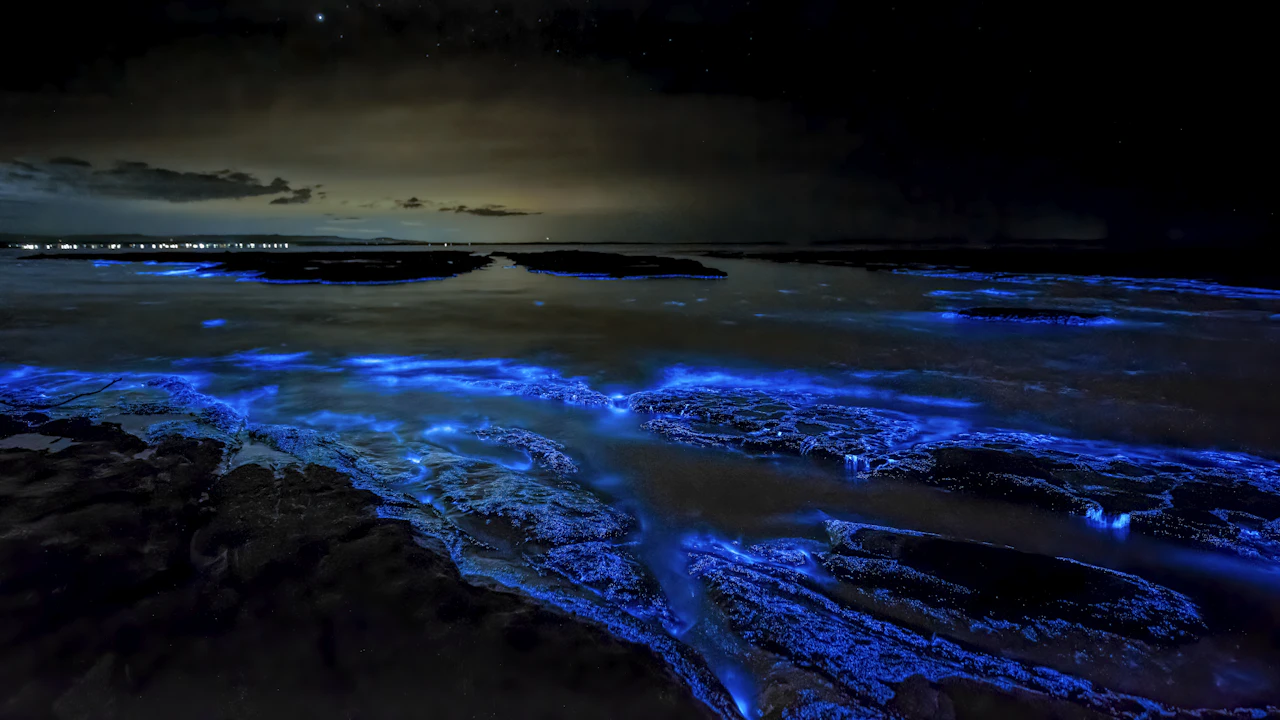 Blue glowing plankton lighting up a breaking wave on a beach at night
