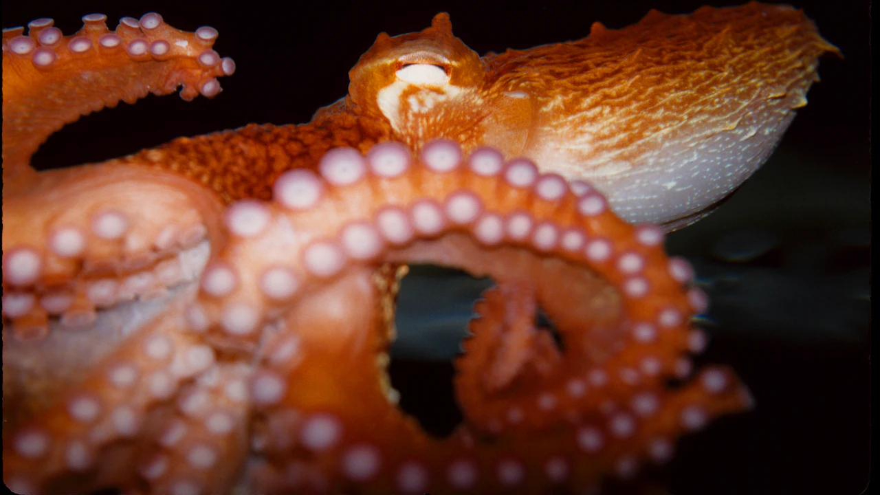 Octopus spread over a coral reef lit by a diver's torch at night