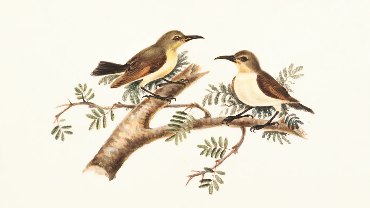 Vintage illustration of two small birds on a branch