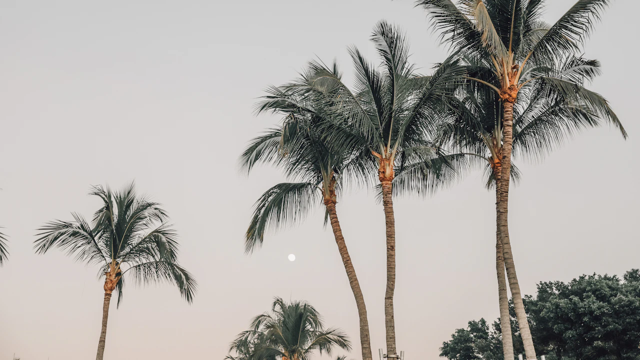 Tall palm trees against a pale sky
