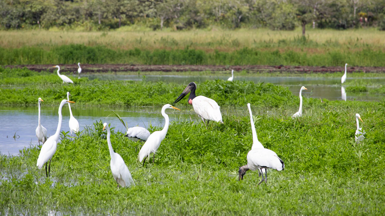 Egrets and a stork feeding in a green wetland