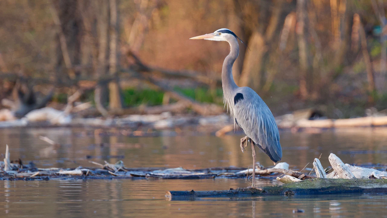 Heron standing on a log at the water's edge