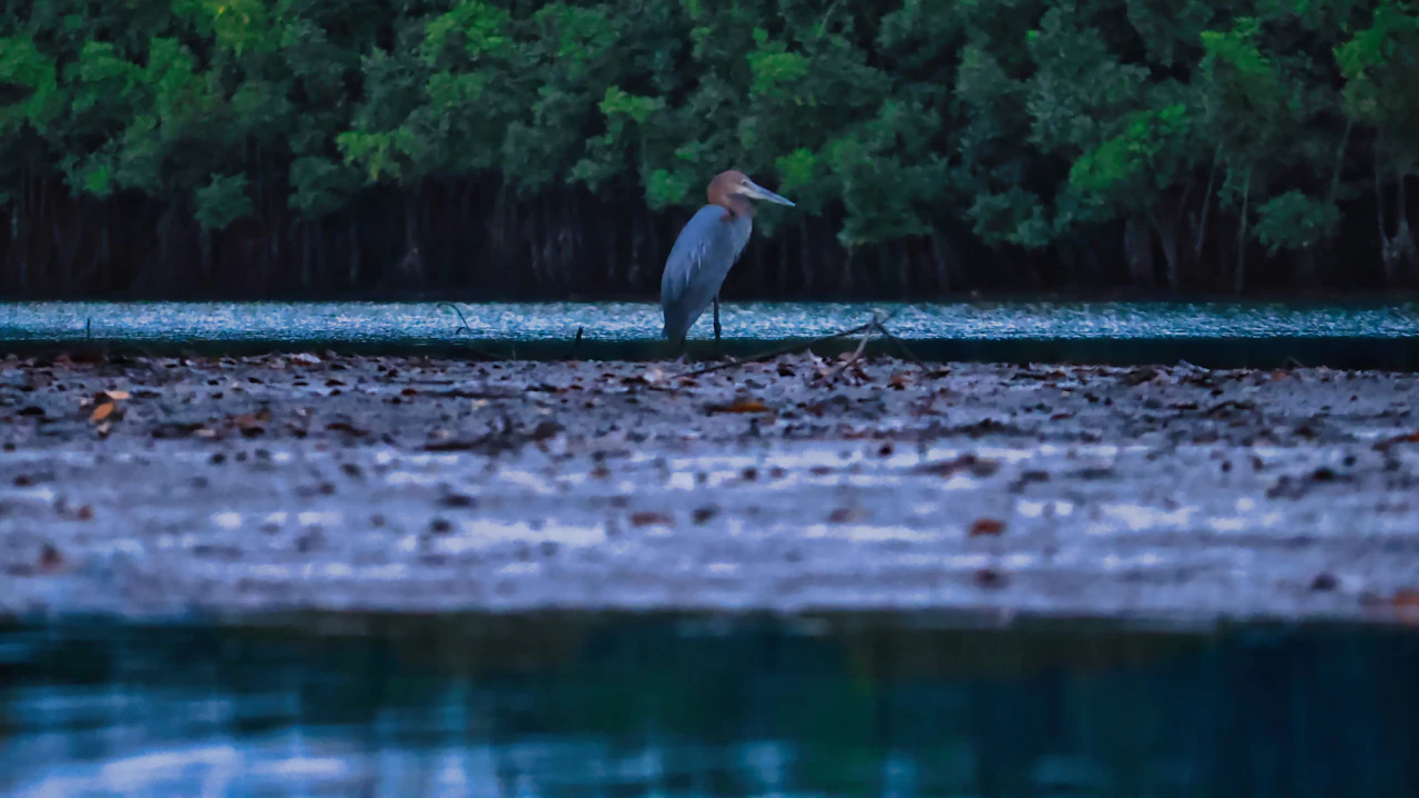 Heron standing at the edge of a mangrove lagoon