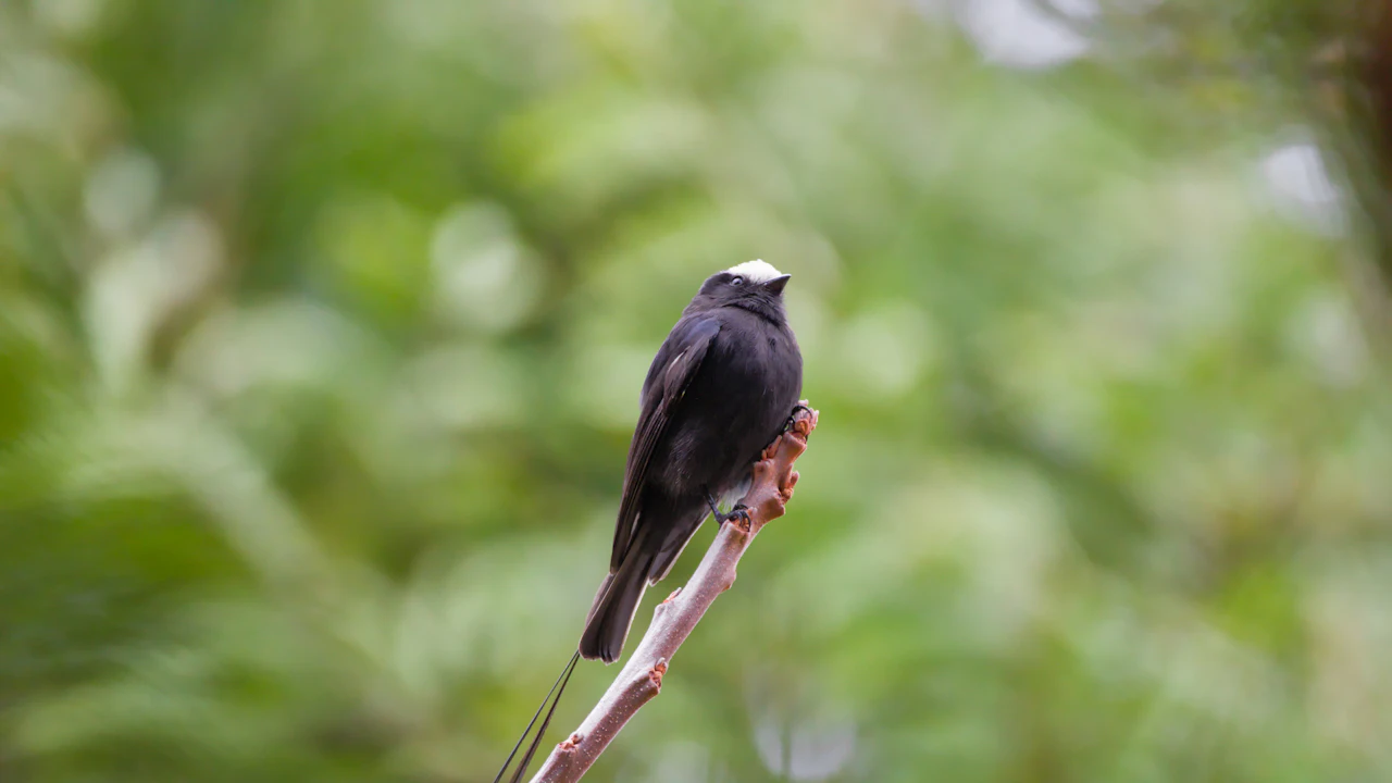 Small black and white bird perched on a stem