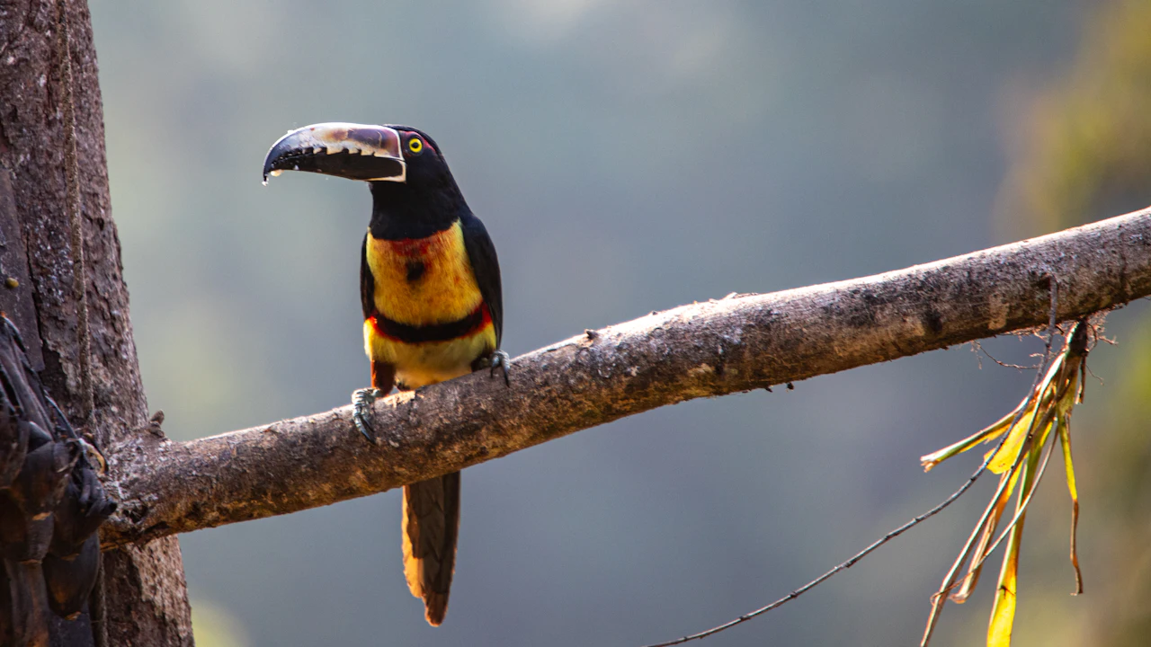 Collared aracari perched on a branch