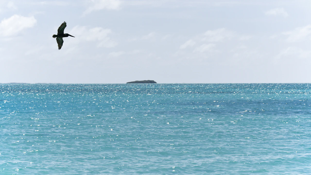 Seabird flying over open sea near a small island