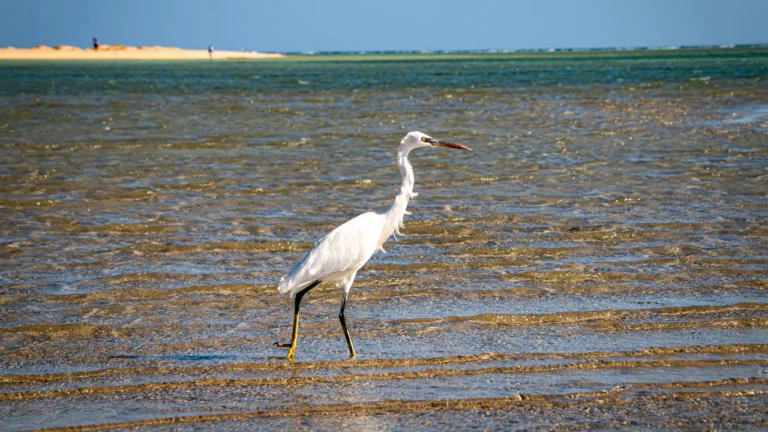 White egret wading through shallow water