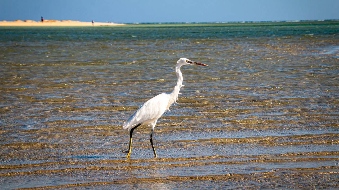White egret wading through shallow water