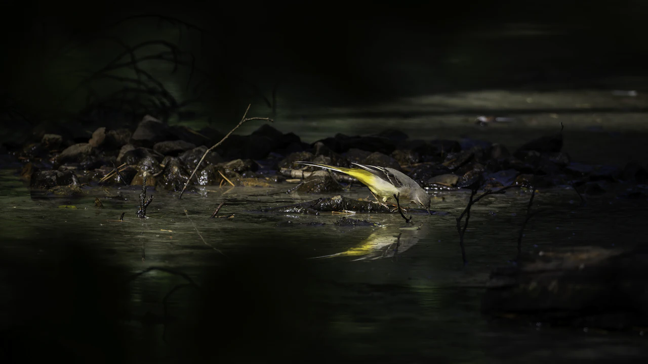 Wading bird in dark shallow water at dusk