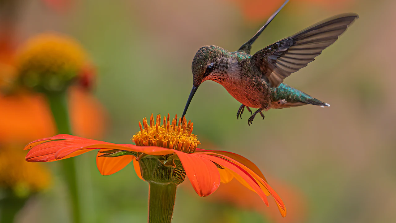 Hummingbird feeding at an orange flower