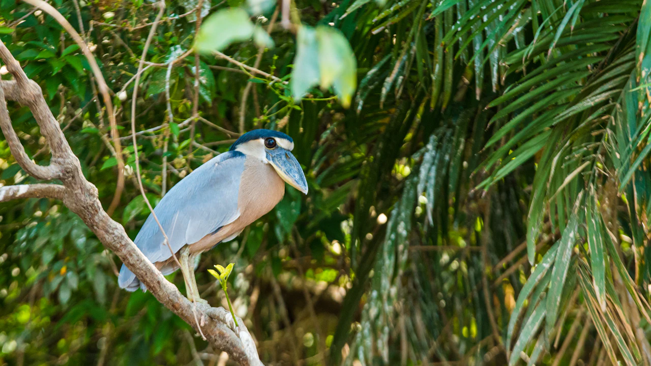Boat-billed heron perched on a branch among palm fronds